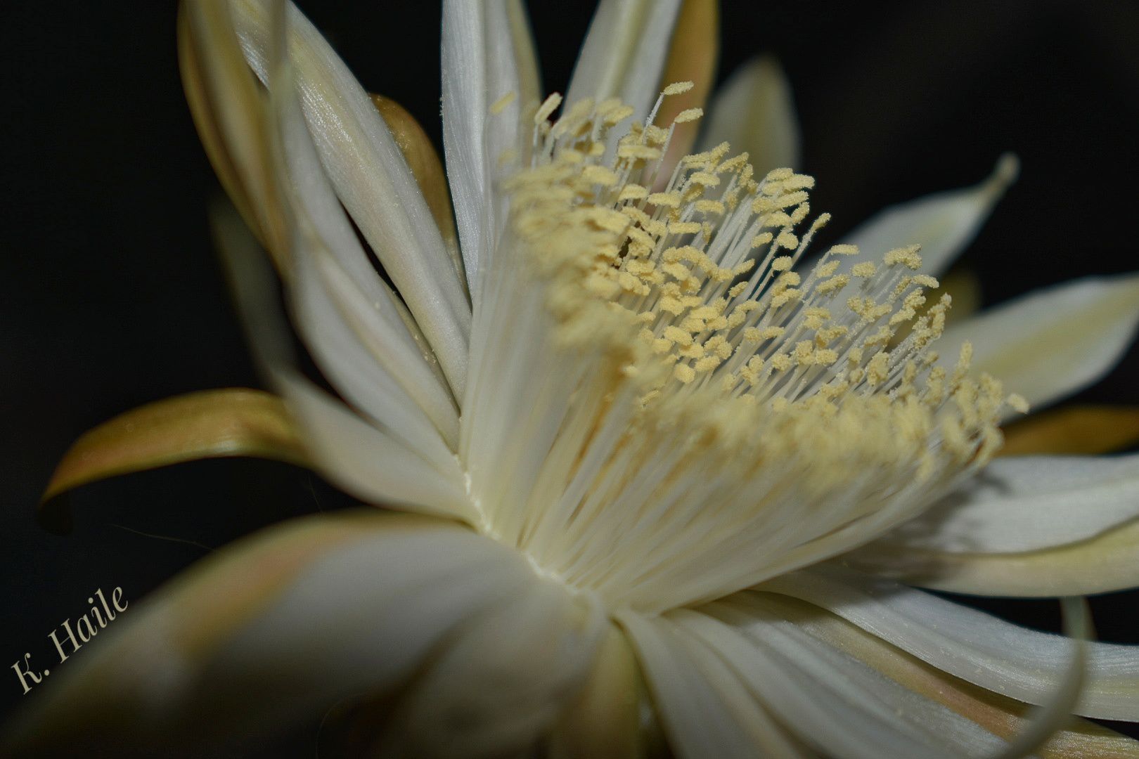 Queen Close-up